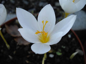 Crocus speciosus 'albus'